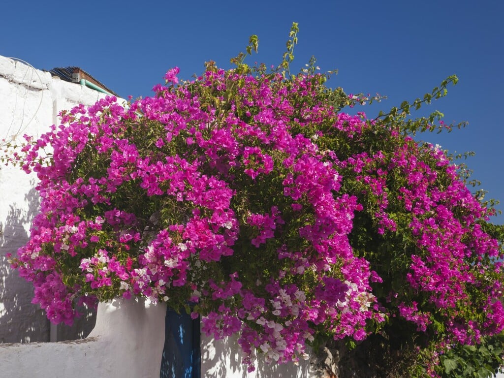 Bougainvillier
